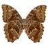 Morpho Deidamia