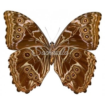 Morpho Deidamia