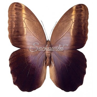 Caligo Teucer Semicaerulea