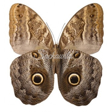 Caligo Teucer Semicaerulea