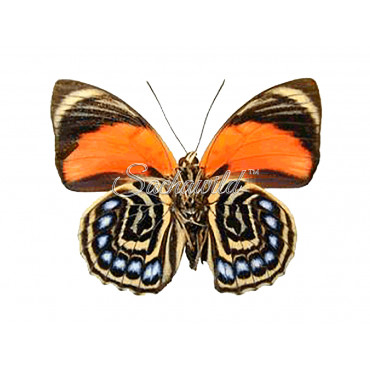 Agrias Pericles Peruviana