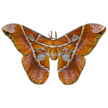 Rothschildia Hesperus Betis (F)