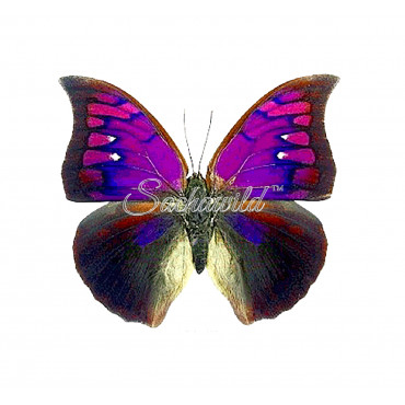 Anaea (Polygrapha) Tyrianthina