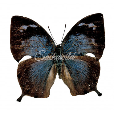 Anaea (Memphis) Offa (F)