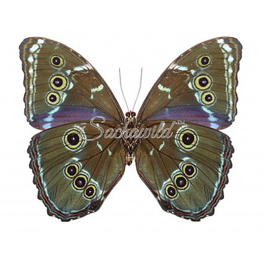 Morpho Achilles (Male)