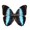 Morpho Achilles (Pair)