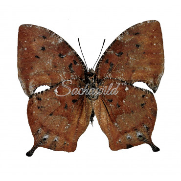 Anaea (Memphis) Offa (F)