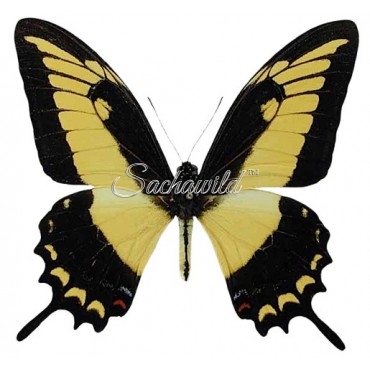 Papilio Astyalus Phanias