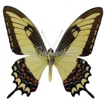 Papilio Astyalus Phanias