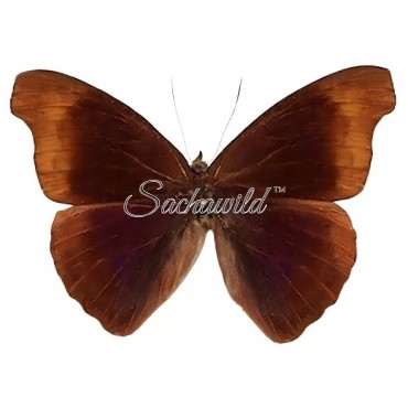 Eunica Caralis Caralis