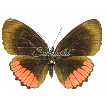 Biblis Hyperia Laticlava (F)