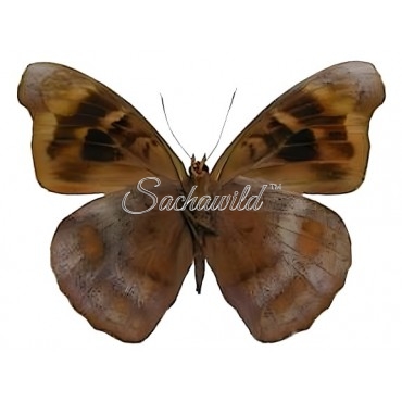 Eunica Caralis Caralis