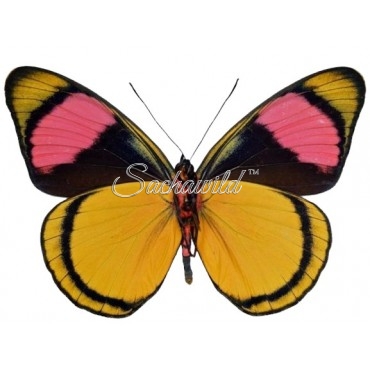 Batesia Hypochlora Hypoxantha