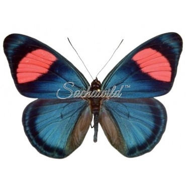 Batesia Hypochlora Hypoxantha