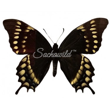 Pterourus Warscewiczii Mercedes