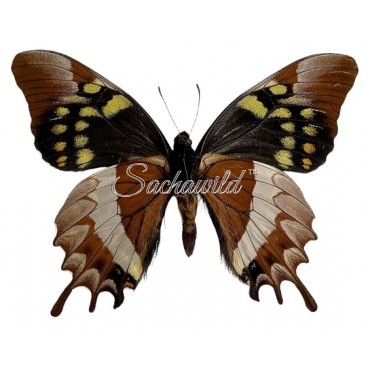 Pterourus Warscewiczii Mercedes