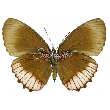 Biblis Hyperia Laticlava (F)