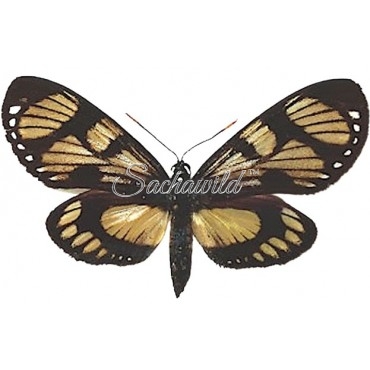 Castnia (Gazera) Heliconioides Dodona