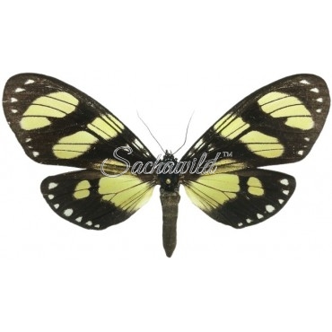 Notophyson Heliconides