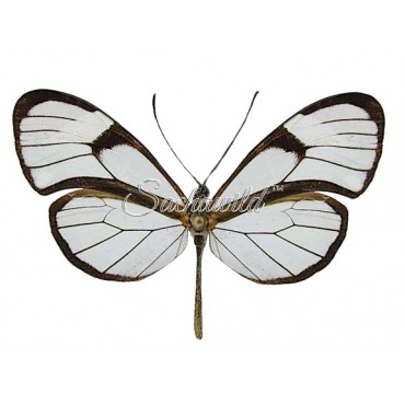 Pteronymia Artena (M)