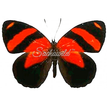 Callicore Cynosura (M)