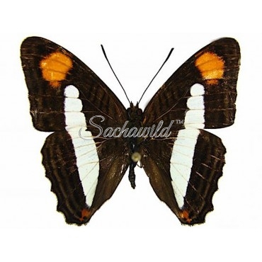 Adelpha Thessalia