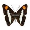 Adelpha Thessalia (M)