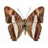 Adelpha Thessalia