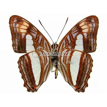 Adelpha Thessalia