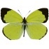 Eurema Xanthochlora (M)