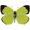 Eurema Xanthochlora (M)