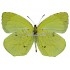 Eurema Xanthochlora (M)