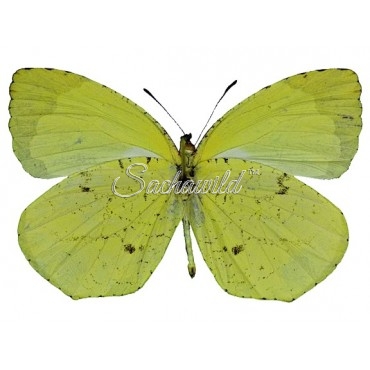 Eurema Xanthochlora (M)