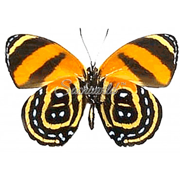 Callicore Cynosura (M)