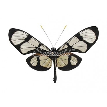 Methona Maxima Nigerrima