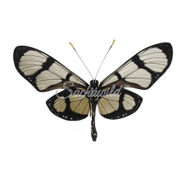 Methona Maxima Nigerrima