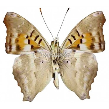 Doxocopa Lavinia