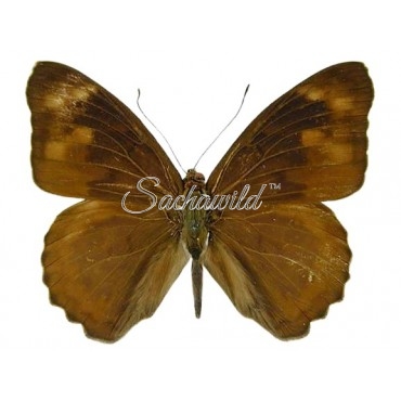 Eunica Malvina (Male)