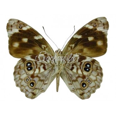 Eunica Malvina (Male)