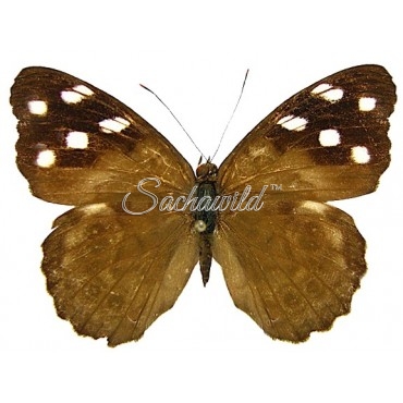 Eunica Malvina (Female)