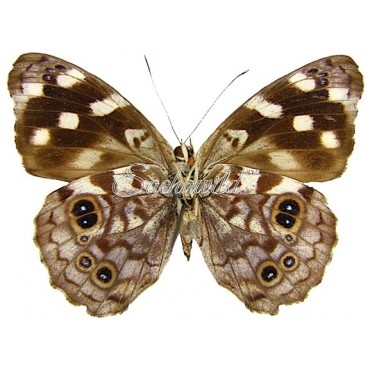 Eunica Malvina (Female)