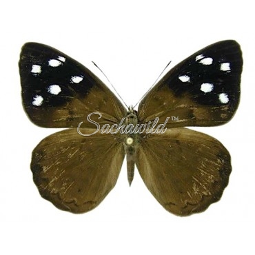 Eunica Clytia (Female)