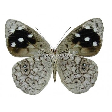 Eunica Clytia (Female)