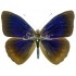 Eunica Clytia (Male)