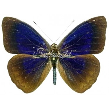 Eunica Clytia (Male)