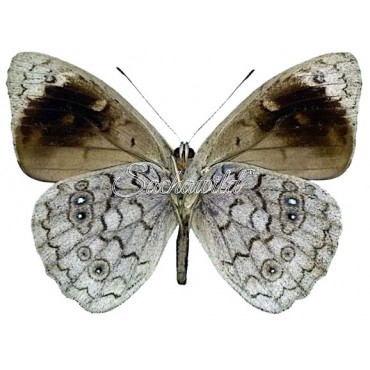 Eunica Clytia (Male)