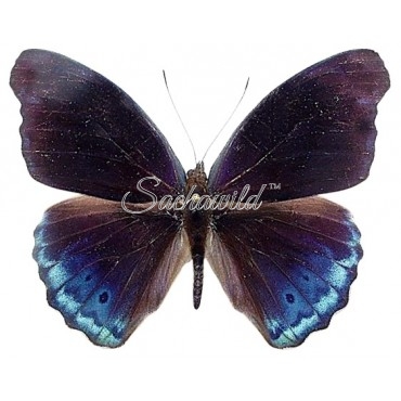 Eunica Volumna Celma