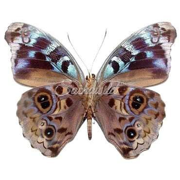 Eunica Volumna Celma