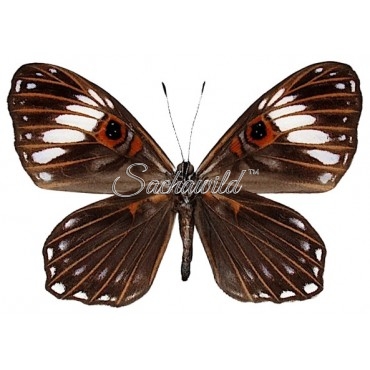 Teratophthalma Bacche