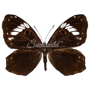 Teratophthalma Bacche